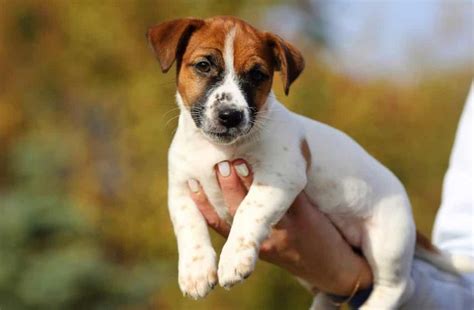 Tools Alissa Perry &183; 2 weeks ago on Puppies. . Jack russell terrier for sale craigslist near me